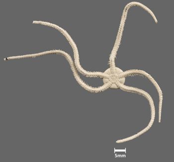 Media type: image;   Invertebrate Zoology OPH-318 Aspect: ventral